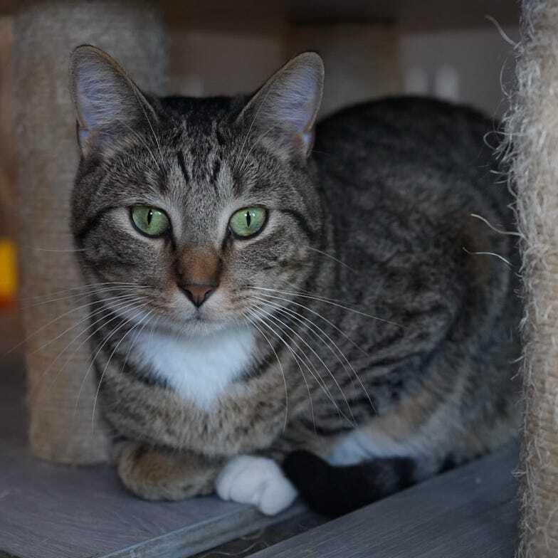 Enlarge Vecna, a Adoptable Domestic Short Hair in Wheaton, IL image 5/6