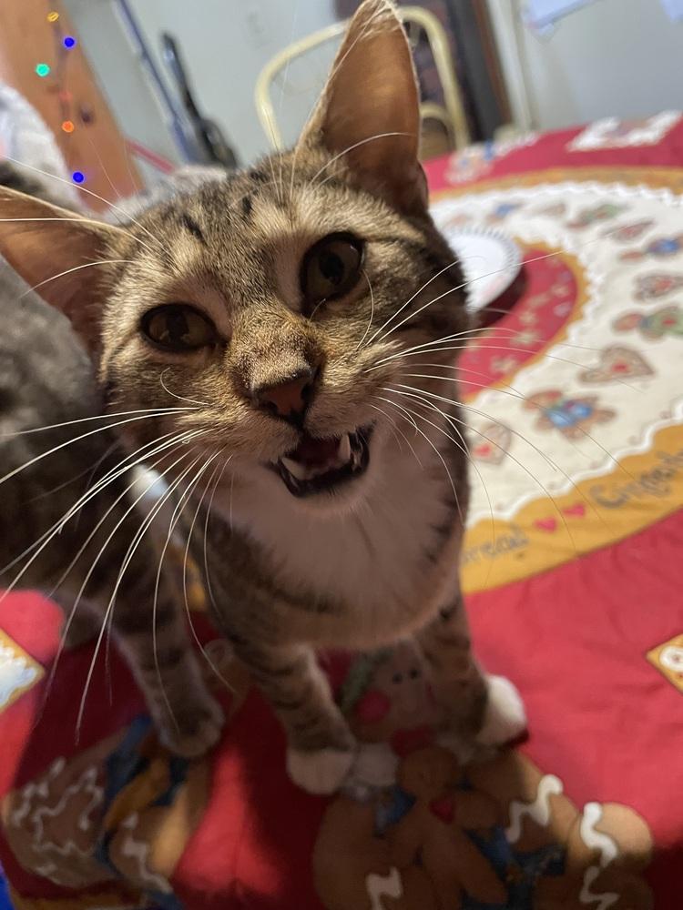 Enlarge Vecna, a Adoptable Domestic Short Hair in Wheaton, IL image 3/3