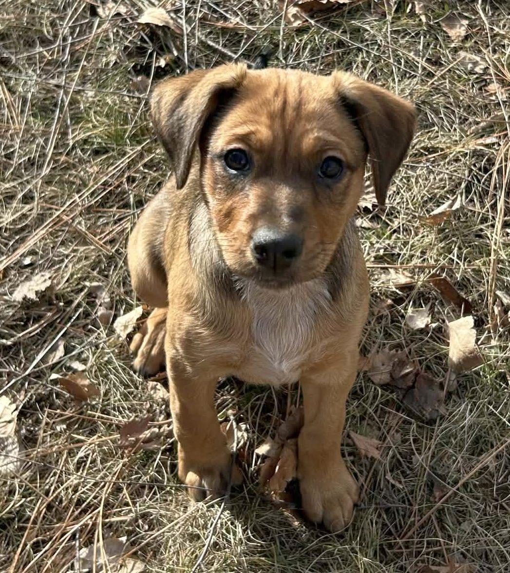 Enlarge Honey, a Adopted mixed breed in LEWISTON, ID image 1/6