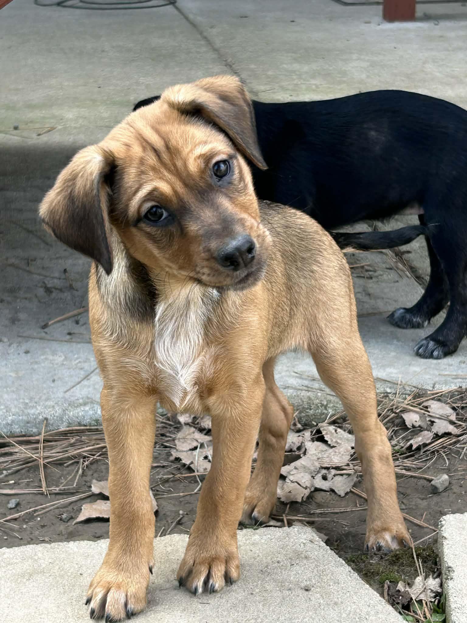 Enlarge Honey, a Adopted mixed breed in LEWISTON, ID image 3/6