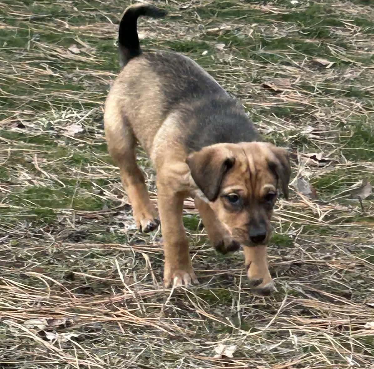 Enlarge Honey, a Adopted mixed breed in LEWISTON, ID image 4/6