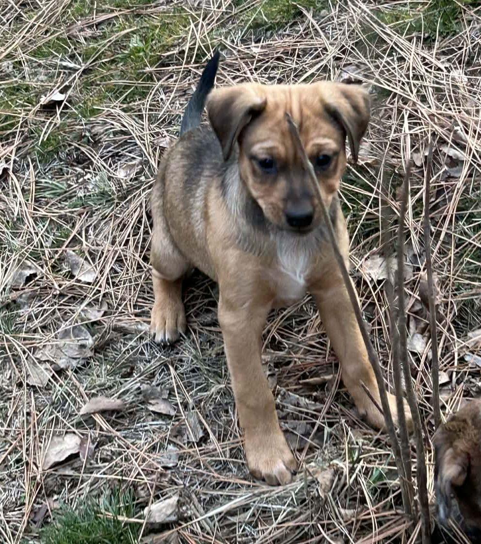 Enlarge Honey, a Adopted mixed breed in LEWISTON, ID image 5/6