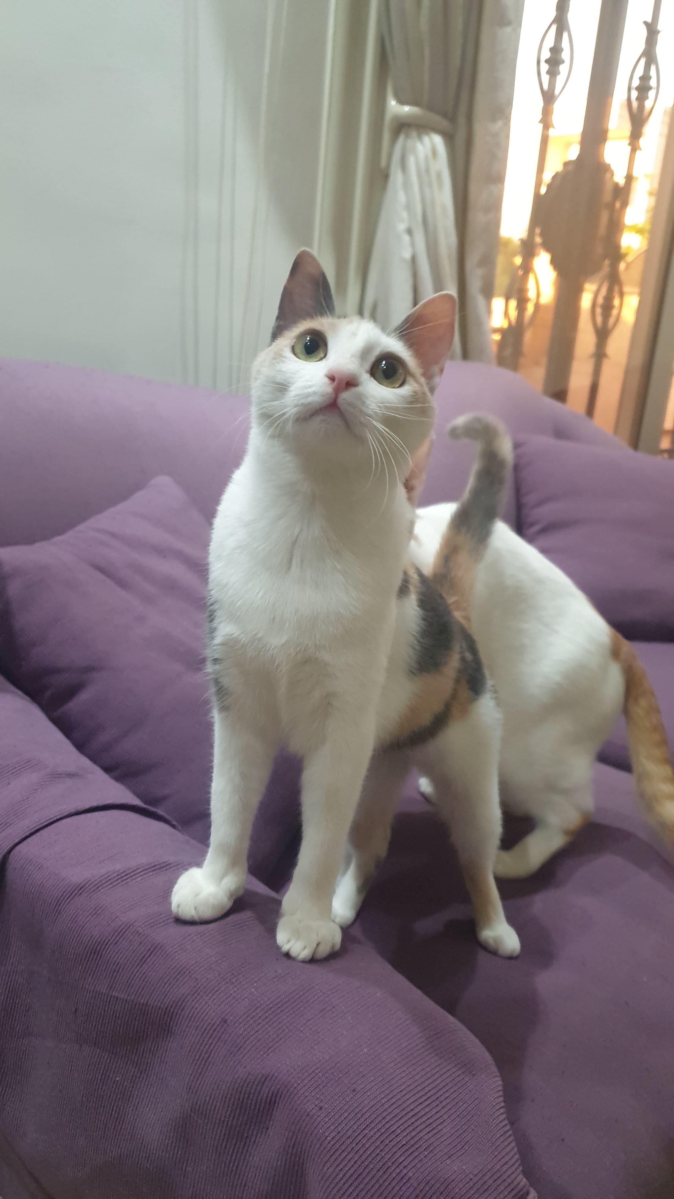 Alma - Kitten - Energetic cuddlebug, ADOPTABLE, Kitten Female Domestic Short Hair.