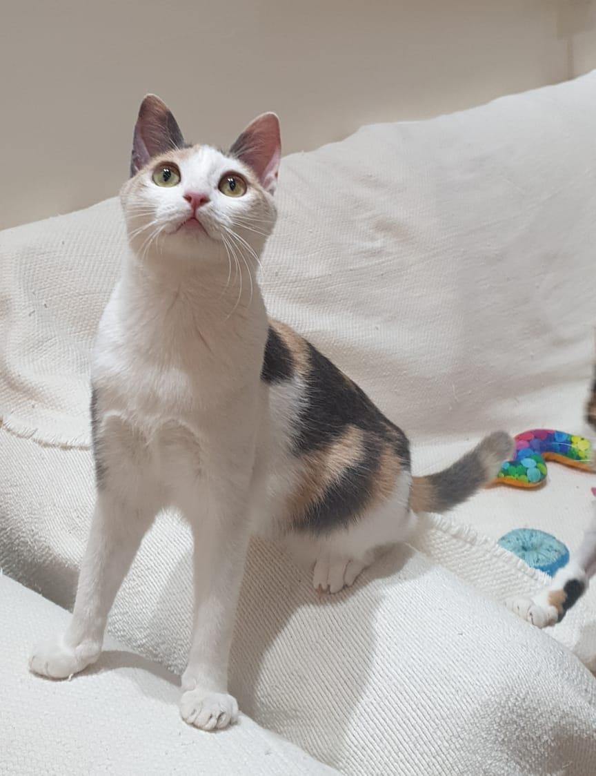 Alma - Kitten - Energetic cuddlebug, a ADOPTABLE mixed breed in North York, ON image 6/6