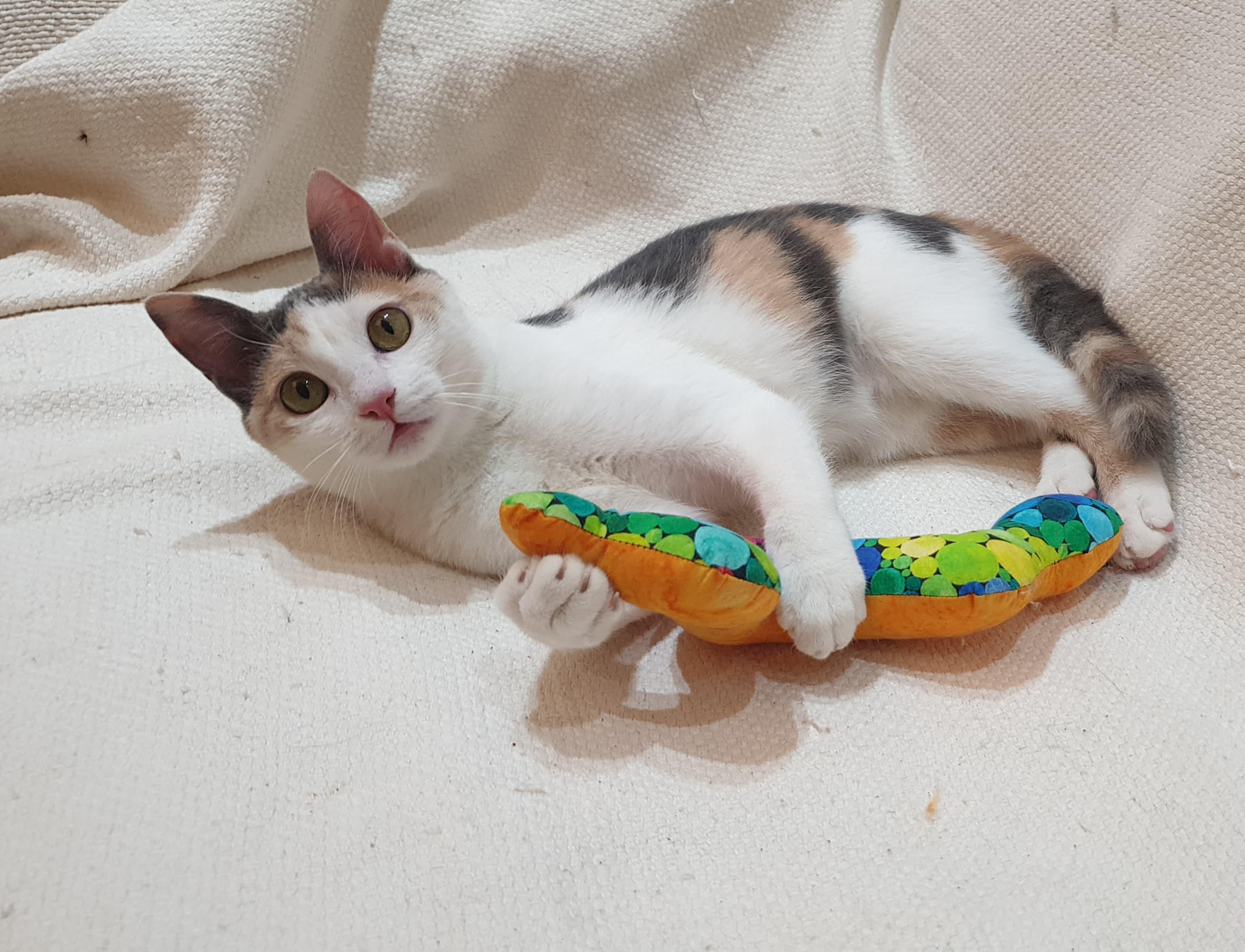 Alma - Kitten - Energetic cuddlebug, a ADOPTABLE mixed breed in North York, ON image 3/6
