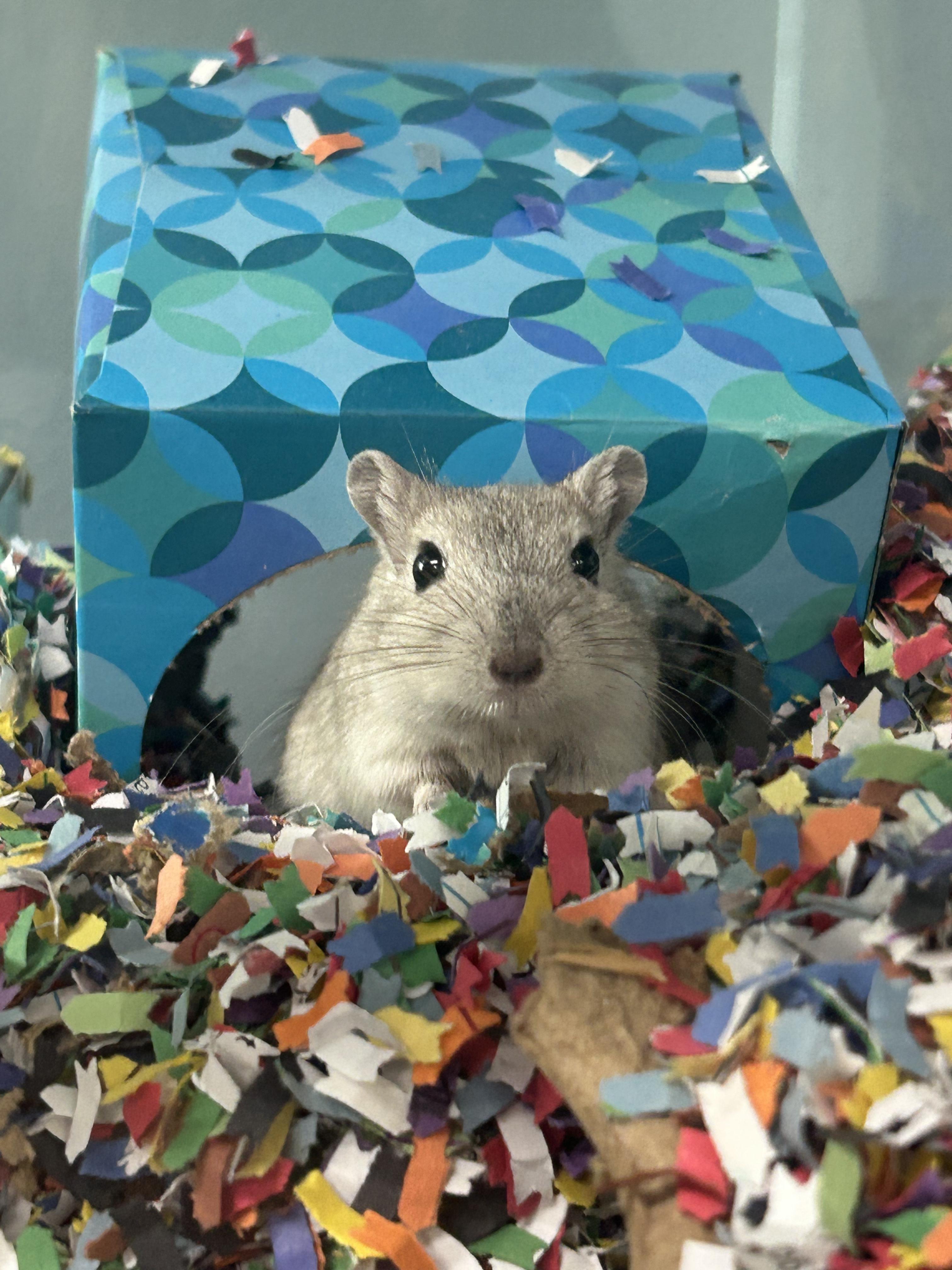 Porter, Adoptable, Adult Male Gerbil.