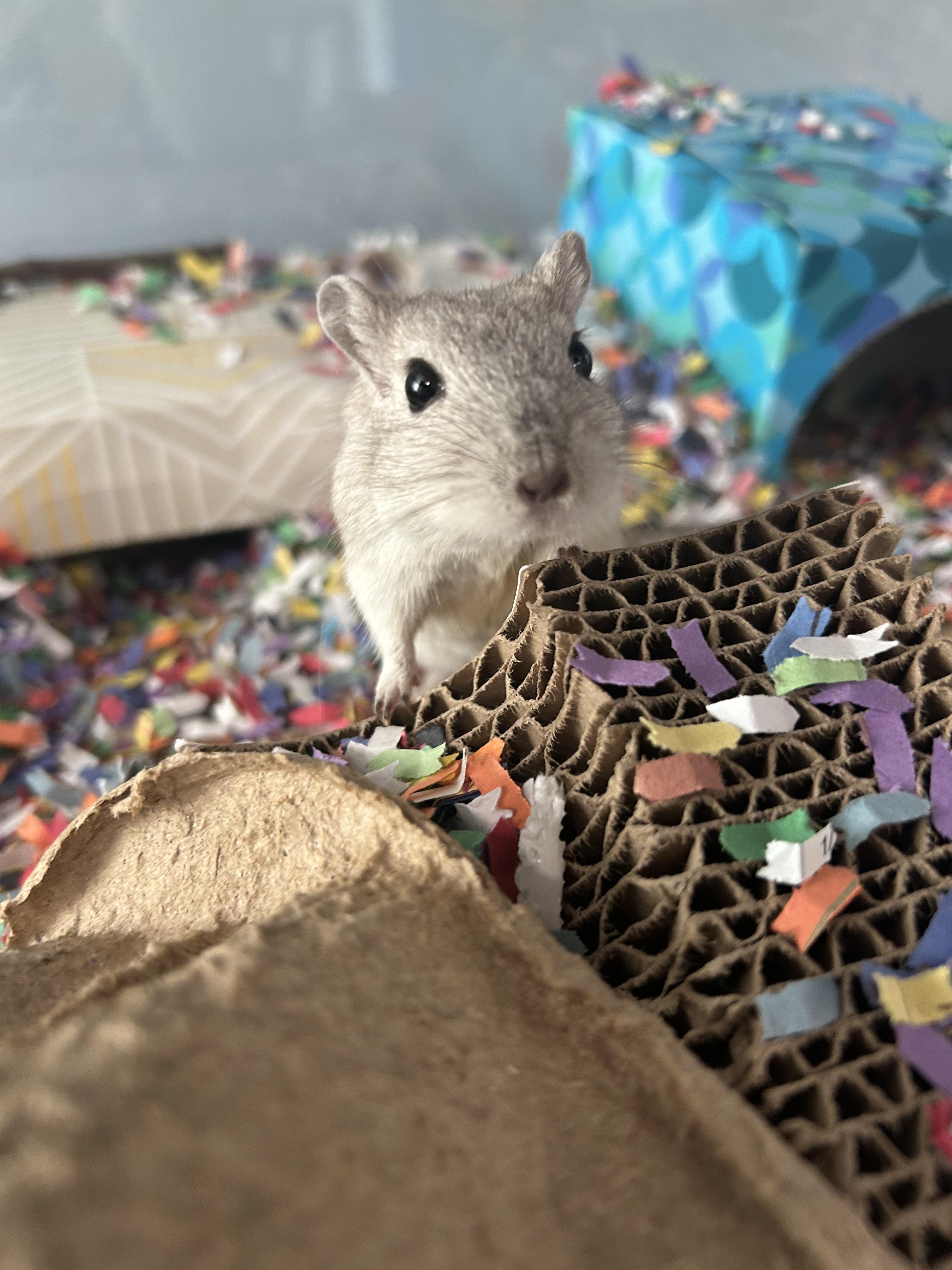 Enlarge Porter, a Adoptable Gerbil in Edgewood, MD image 3/6
