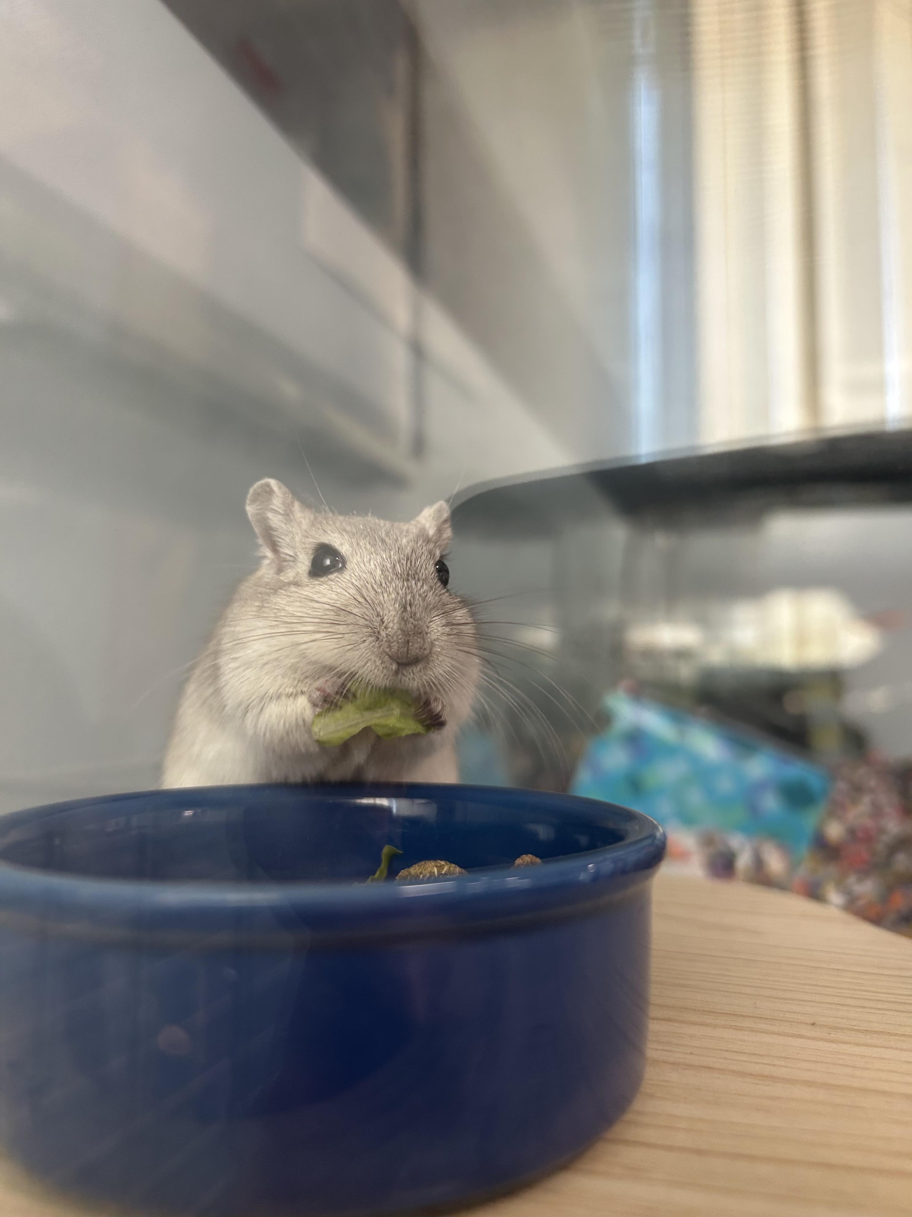 Enlarge Porter, a Adoptable Gerbil in Edgewood, MD image 2/6