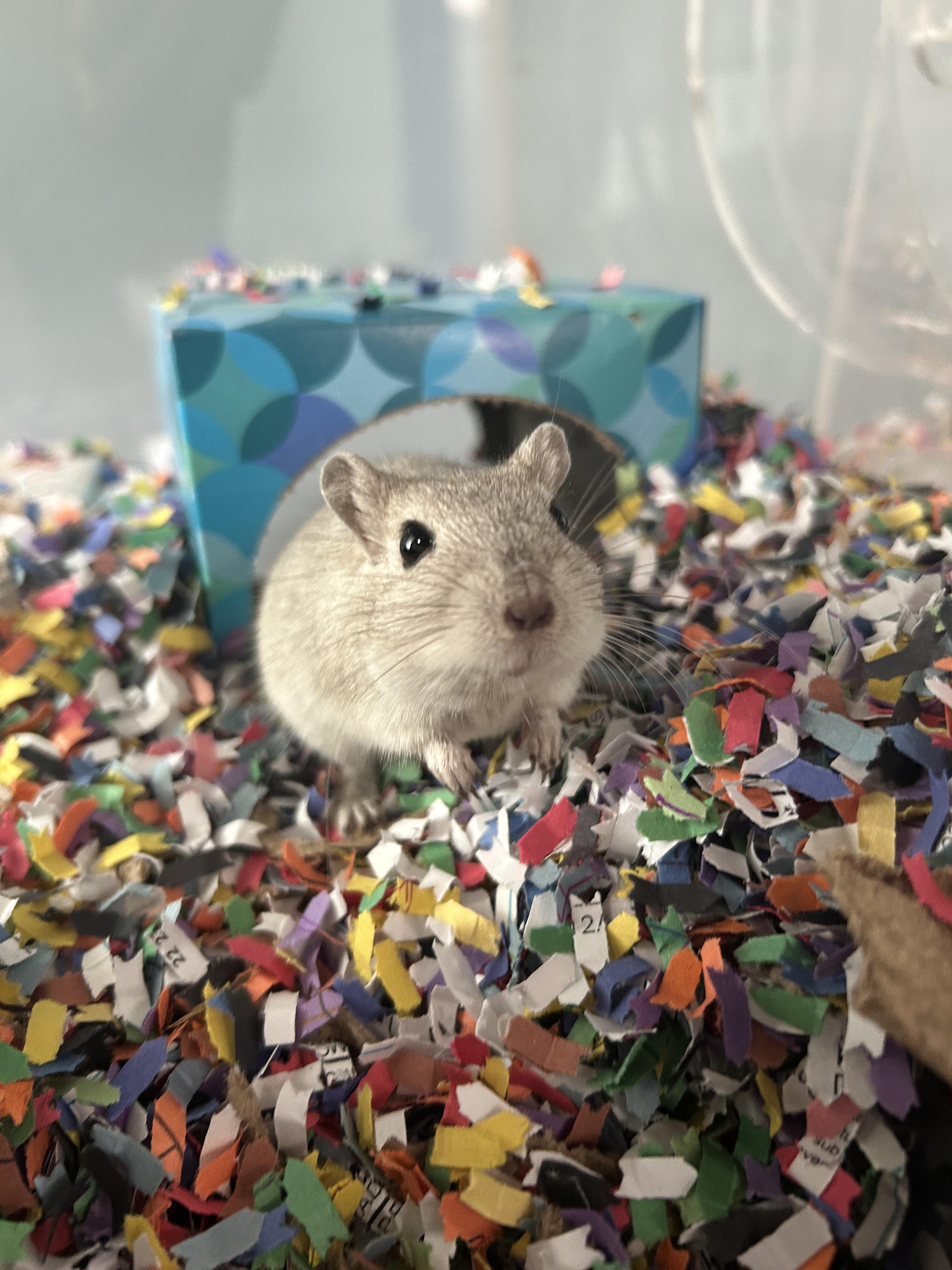 Enlarge Porter, a Adoptable Gerbil in Edgewood, MD image 6/6
