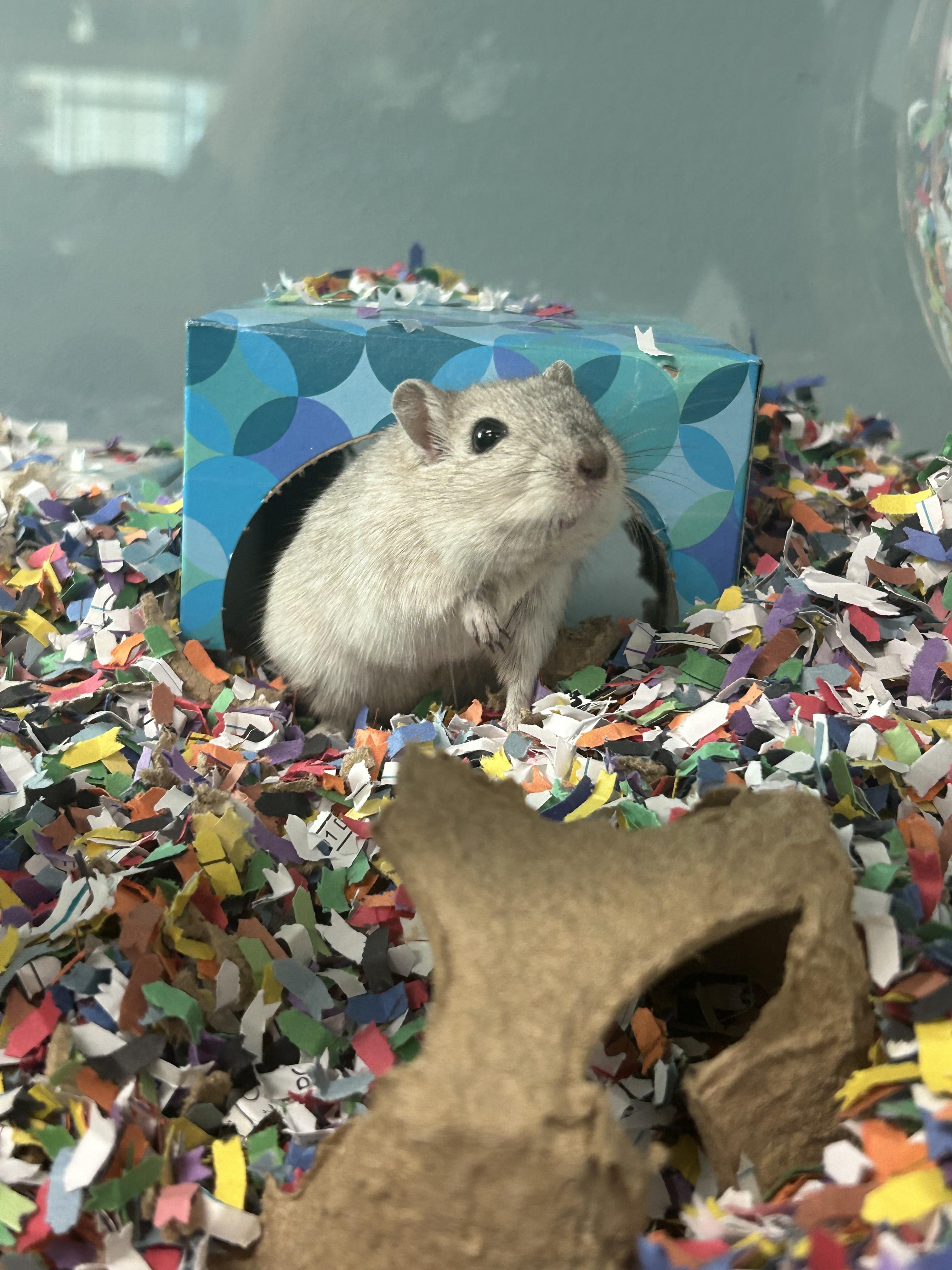 Enlarge Porter, a Adoptable Gerbil in Edgewood, MD image 4/6