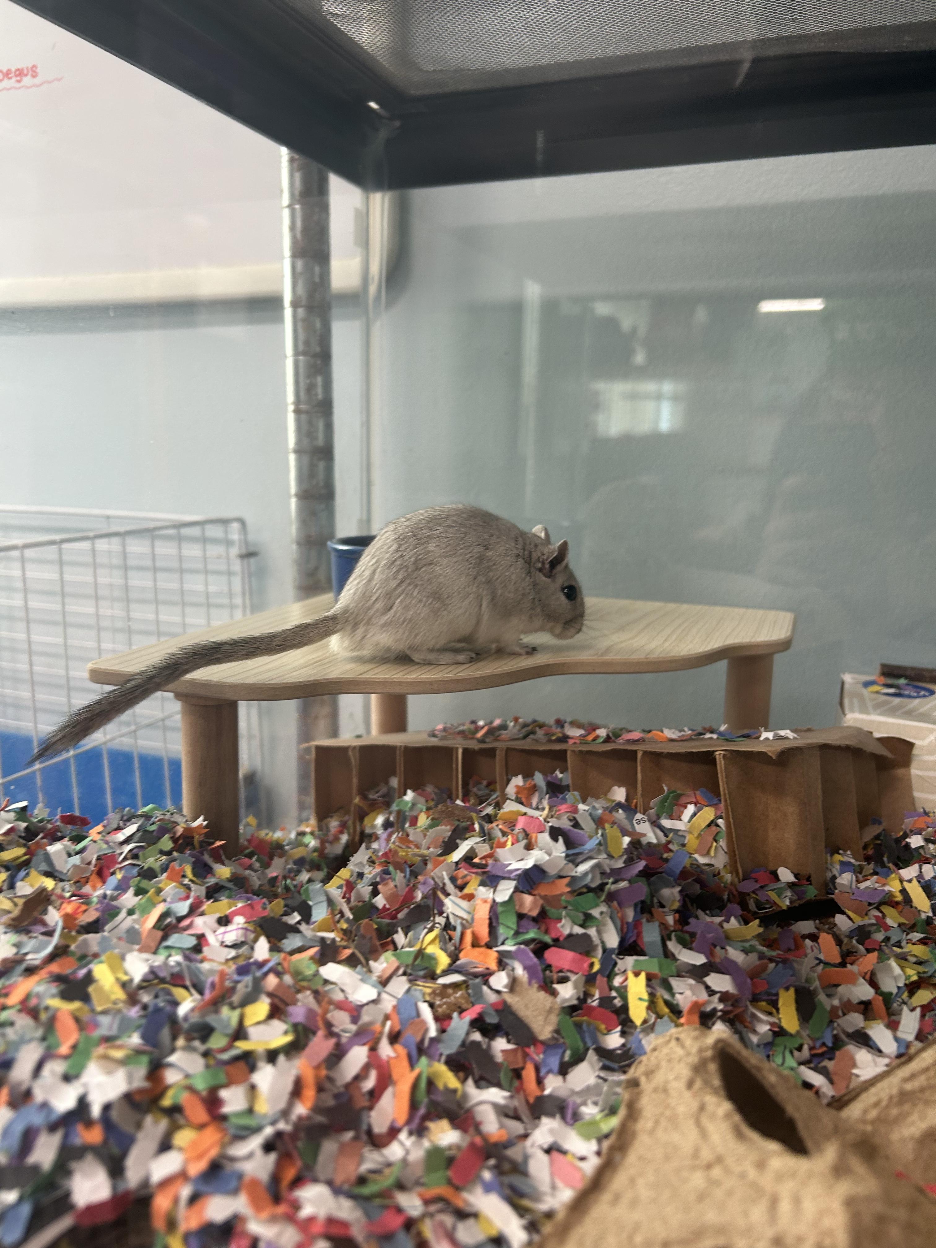 Enlarge Porter, a Adoptable Gerbil in Edgewood, MD image 5/6