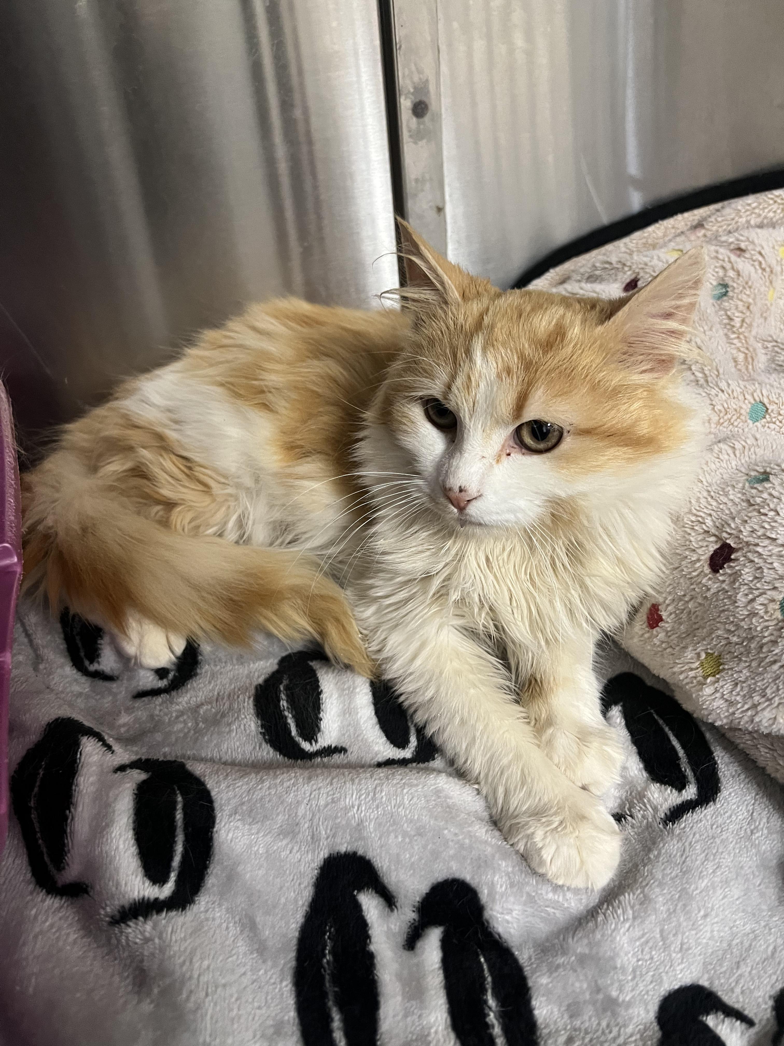 Merchant, an adopted Domestic Long Hair in Lexington, KY image 1/2