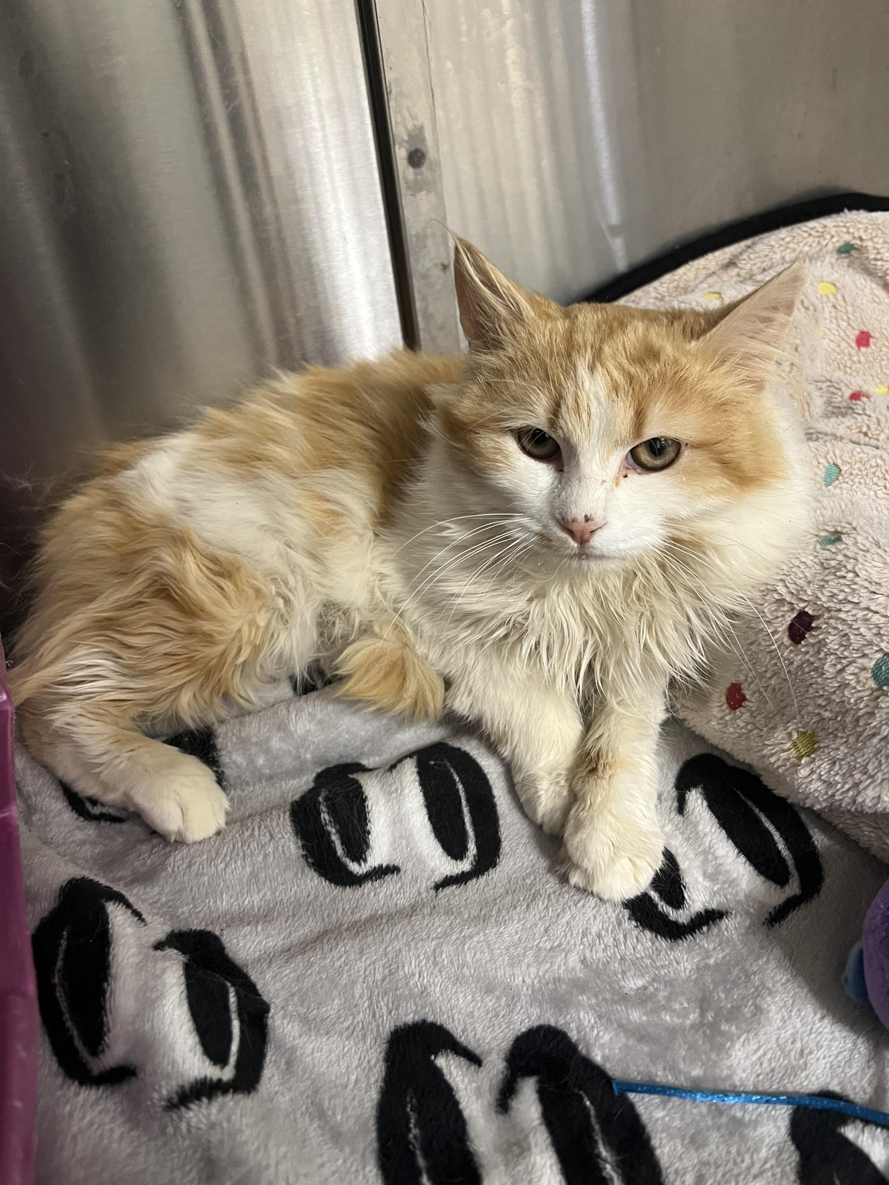 Merchant, an adopted Domestic Long Hair in Lexington, KY image 2/2