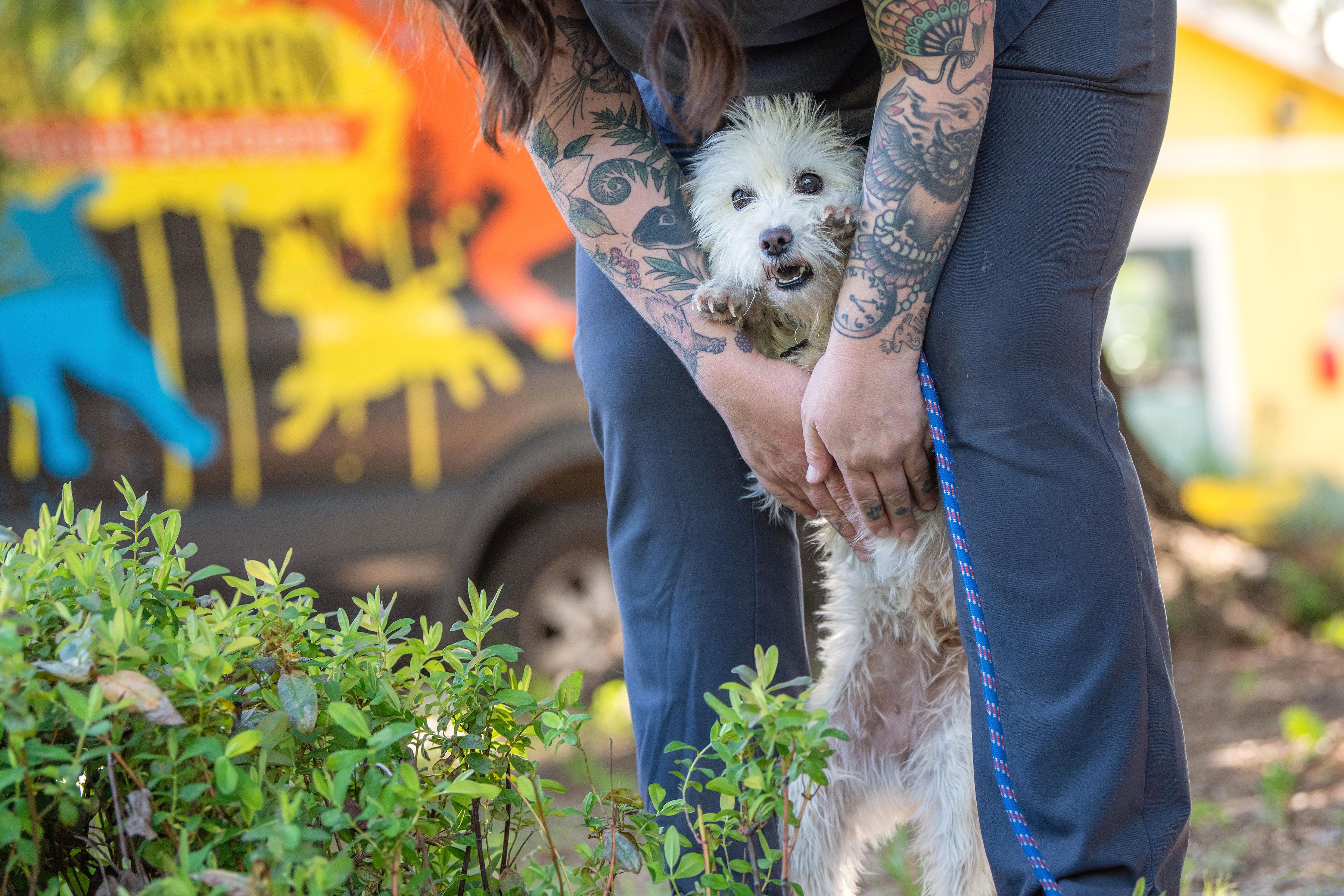 Mimi, ADOPTABLE, Adult Female Terrier.