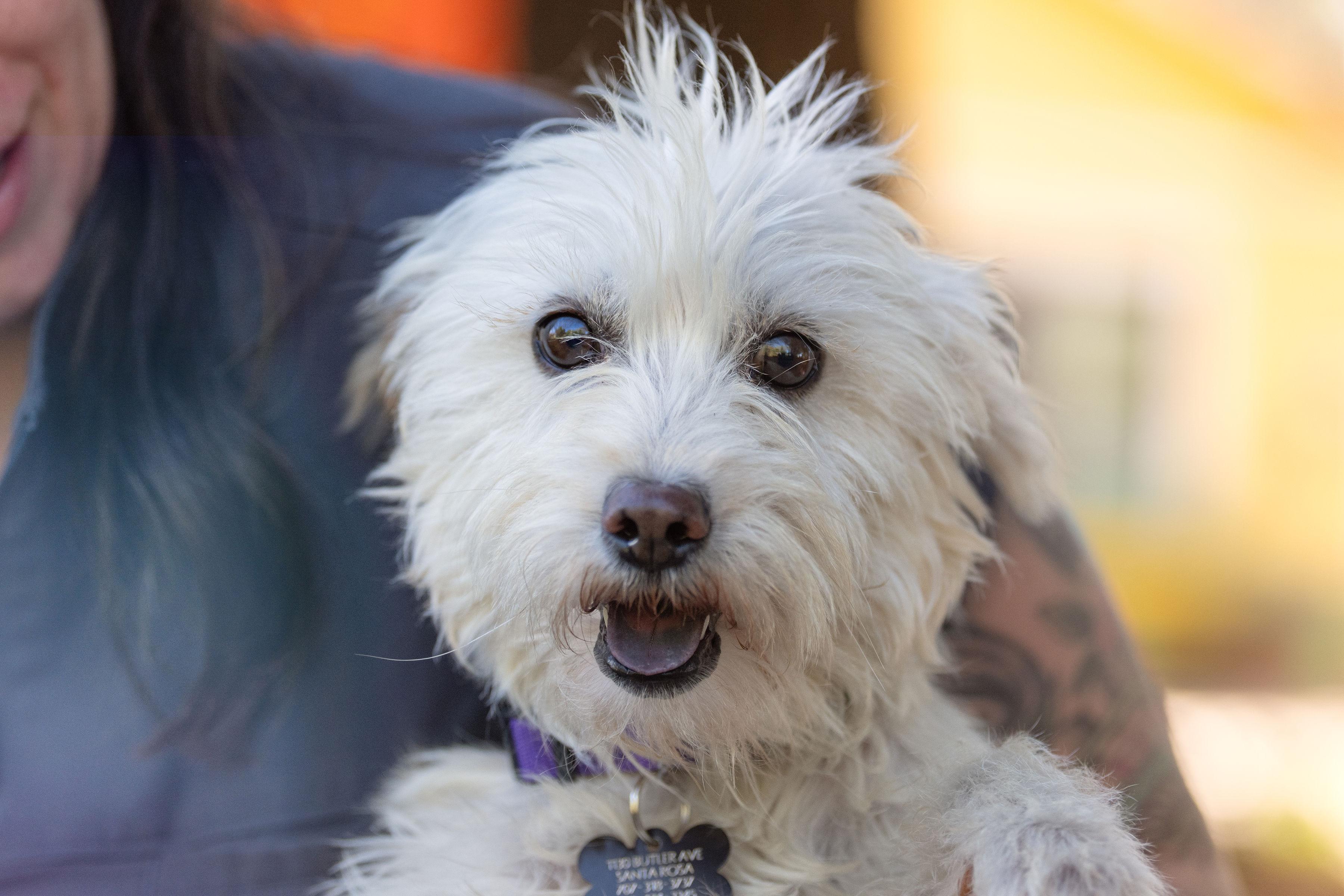 Enlarge Mimi, a ADOPTABLE mixed breed in Santa Rosa, CA image 2/5