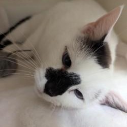 Enlarge Pretty Girl, a ADOPTABLE mixed breed in Annapolis, MD image 4/4