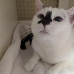 Enlarge Pretty Girl, a ADOPTABLE mixed breed in Annapolis, MD image 2/4