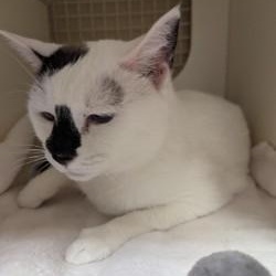 Enlarge Pretty Girl, a ADOPTABLE mixed breed in Annapolis, MD image 3/4