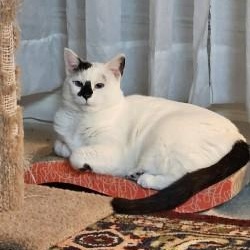 Pretty Girl, ADOPTABLE, Adult Female Siamese & American Shorthair.