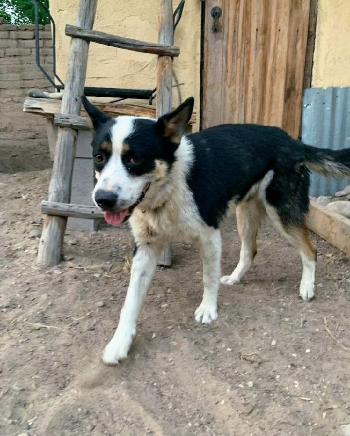 COOPER, Adoptable, Adult Male Cattle Dog & Border Collie.
