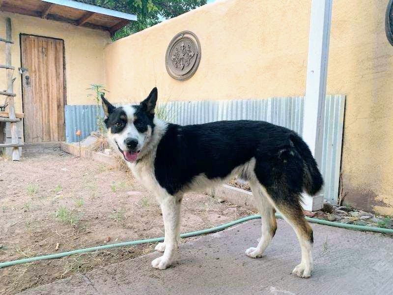 COOPER, a Adoptable mixed breed in Pena Blanca, NM image 2/6