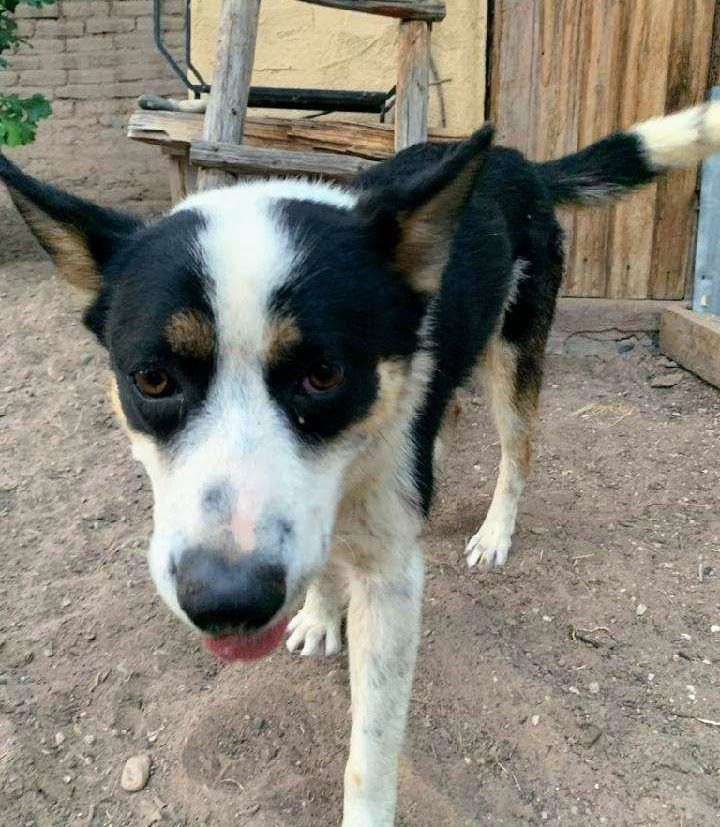 COOPER, a Adoptable mixed breed in Pena Blanca, NM image 3/6