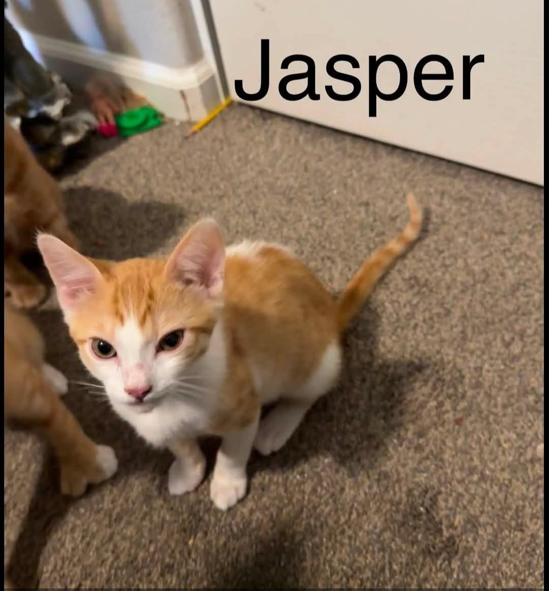 Jasper, ADOPTABLE, Kitten Male Domestic Short Hair.