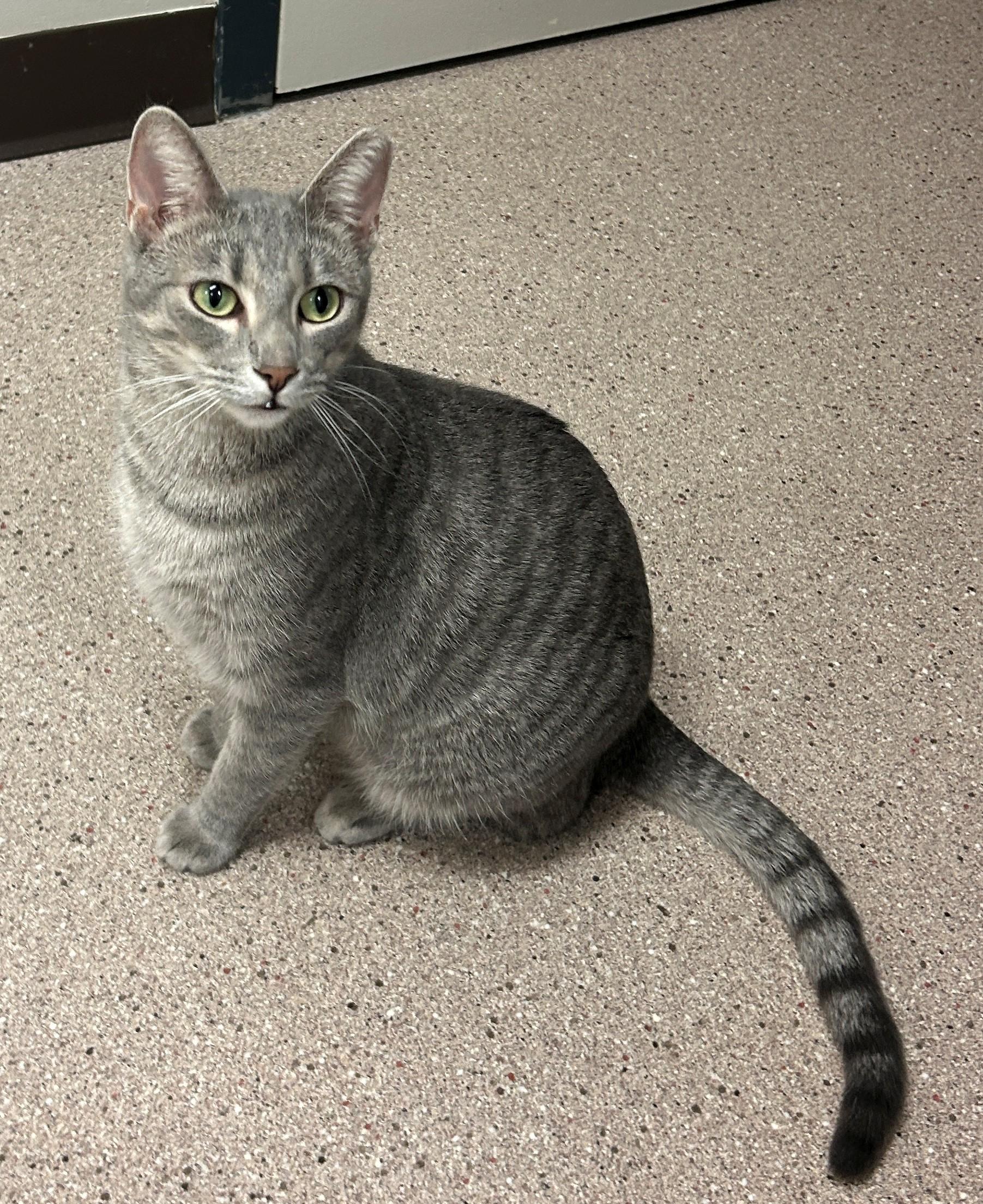 Enlarge Silvee, a Adoptable Domestic Short Hair in Willmar, MN image 1/2