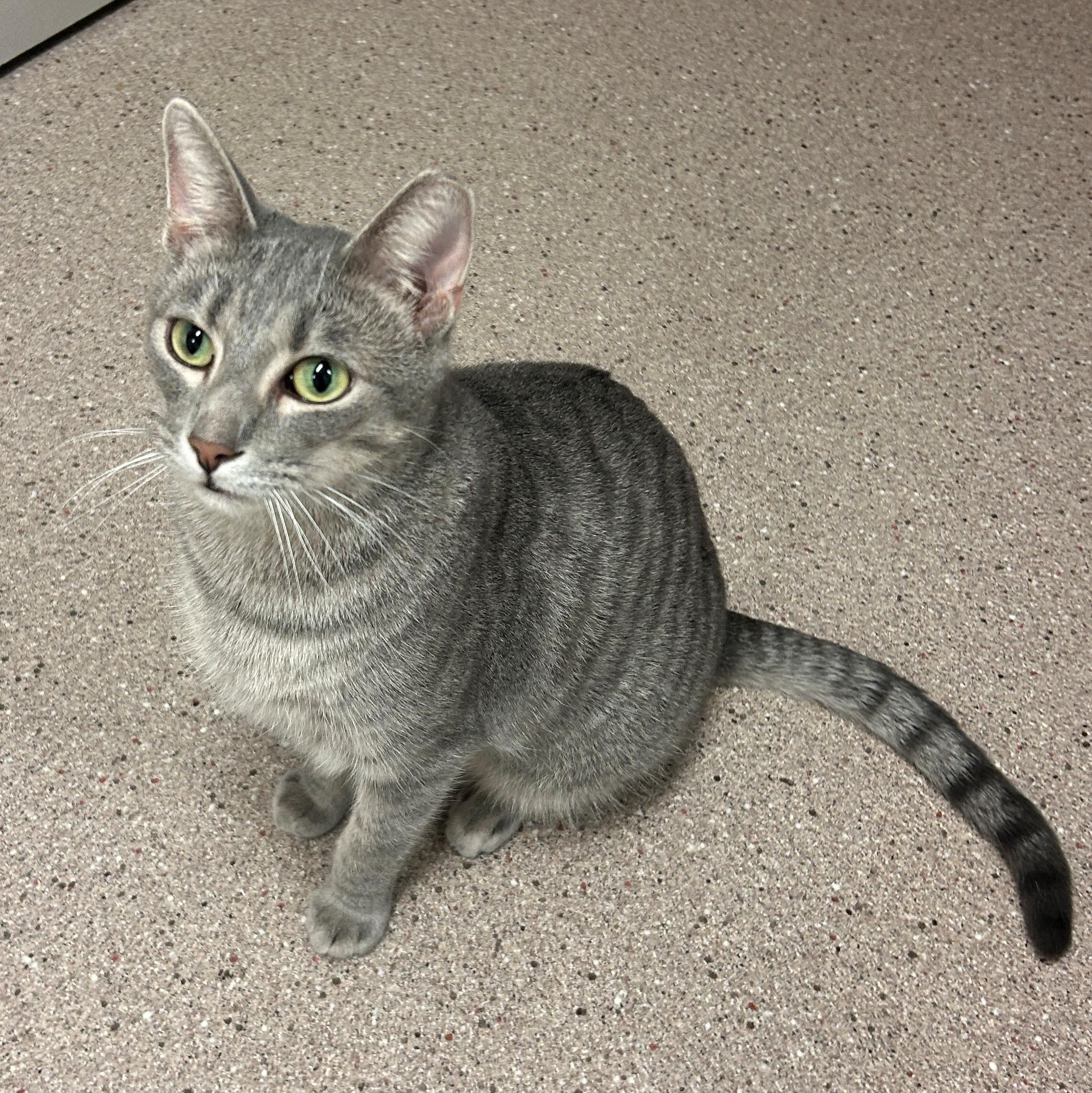 Enlarge Silvee, a Adoptable Domestic Short Hair in Willmar, MN image 2/2