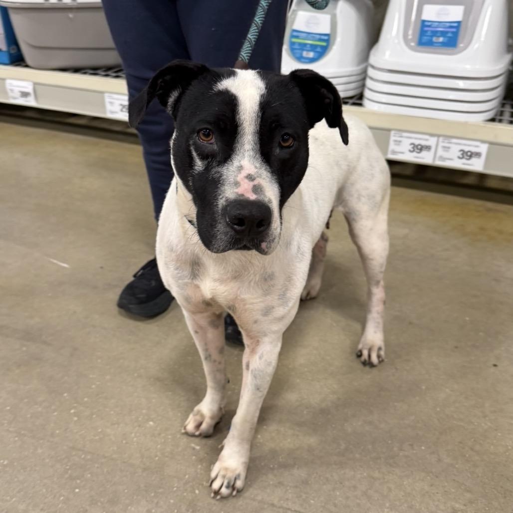 Sun, Adoptable, Adult Female Pointer & Mixed Breed.