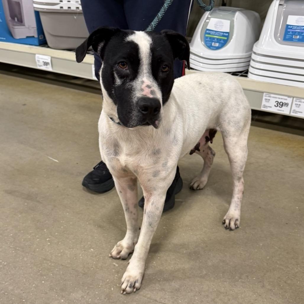 Enlarge Sun, a Adoptable mixed breed in Williston, FL image 2/3