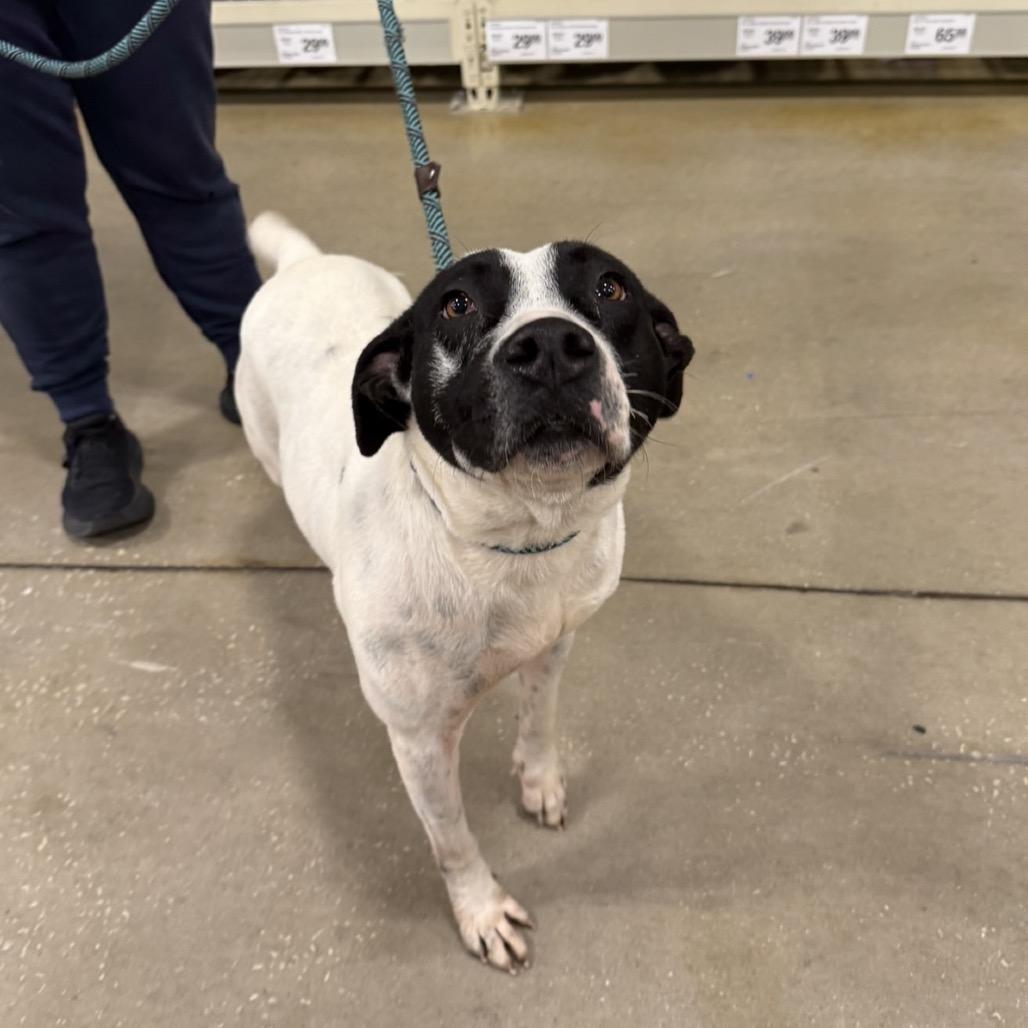 Enlarge Sun, a Adoptable mixed breed in Williston, FL image 3/3