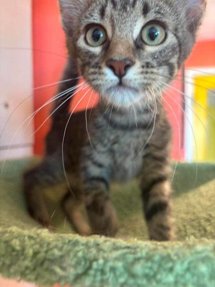 Enlarge Panko, a Adoptable mixed breed in Scottsbluff, NE image 1/3