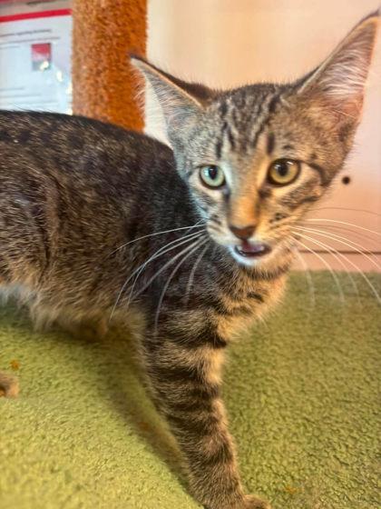 Enlarge Panko, a Adoptable mixed breed in Scottsbluff, NE image 2/3