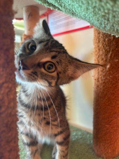 Enlarge Panko, a Adoptable mixed breed in Scottsbluff, NE image 3/3