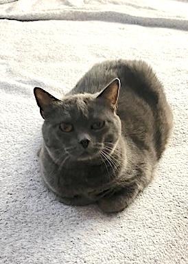 Lillie Belle
