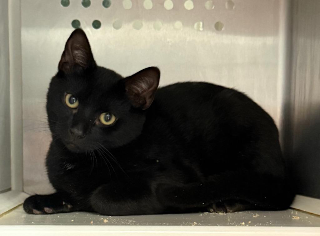 Zaney, Adoptable, Kitten Female Domestic Short Hair.