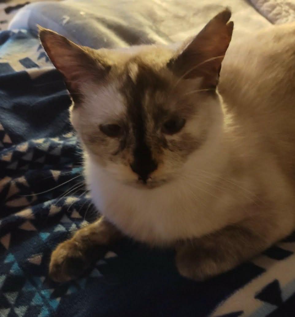 Sable Mae, ADOPTABLE, Adult Female Siamese.