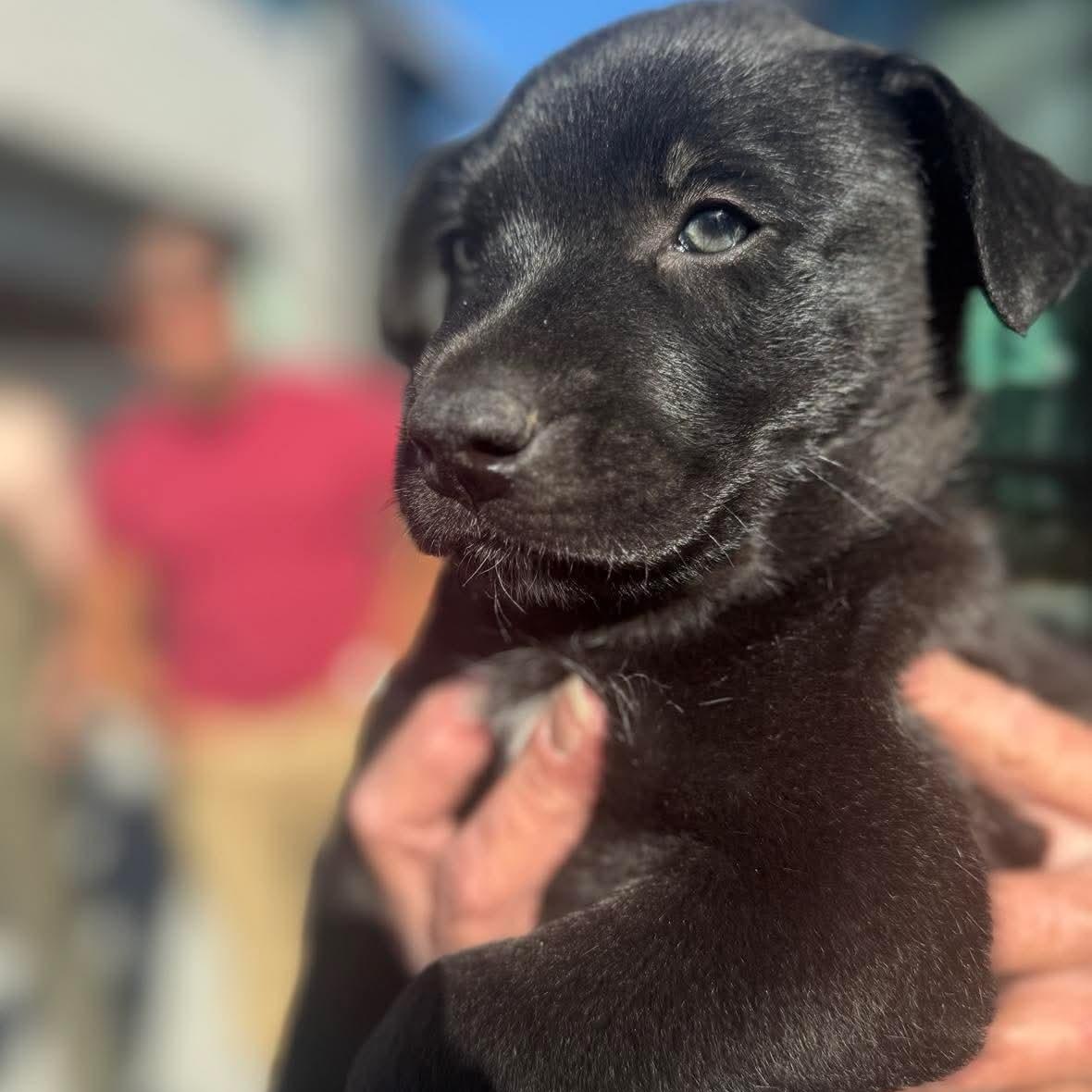 Enlarge Latte, a ADOPTABLE mixed breed in Wando, SC image 2/3