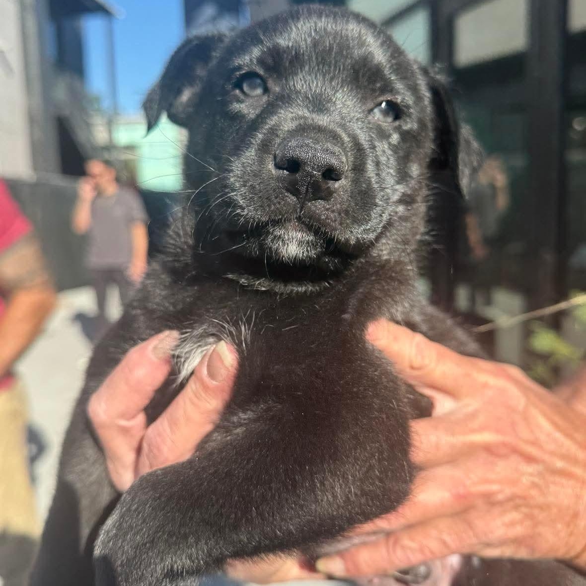 Latte, ADOPTABLE, Puppy Male Labrador Retriever & Border Collie.