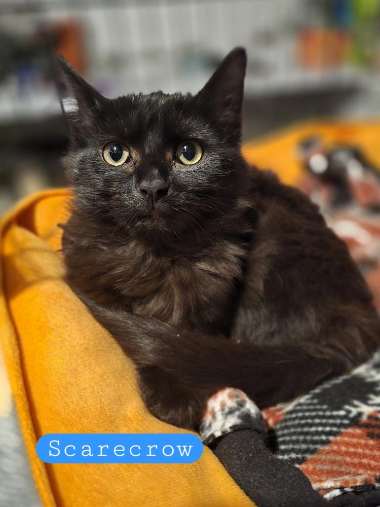 Scarecrow  K 445, Adoptable, Kitten Male Domestic Medium Hair.