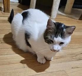 Enlarge Alfredo, a Adoptable Domestic Short Hair in Keansburg, NJ image 4/6