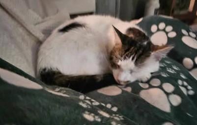 Enlarge Alfredo, a Adoptable Domestic Short Hair in Keansburg, NJ image 5/6