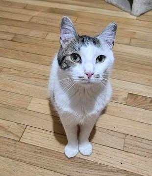 Enlarge Alfredo, a Adoptable Domestic Short Hair in Keansburg, NJ image 6/6