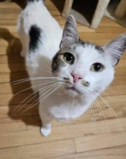 Alfredo, Adoptable, Adult Male Domestic Short Hair.