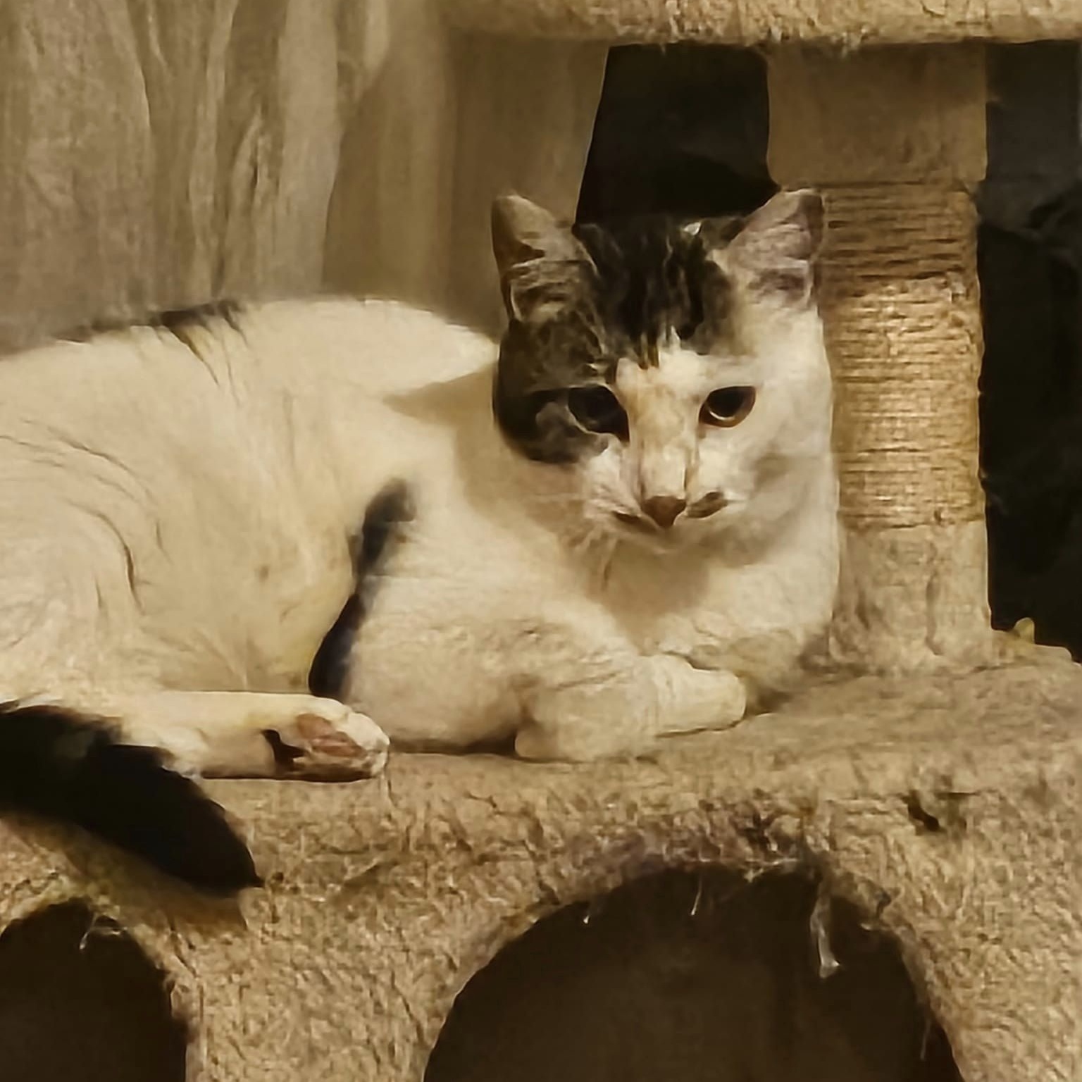 Enlarge Alfredo, a Adoptable Domestic Short Hair in Keansburg, NJ image 3/6