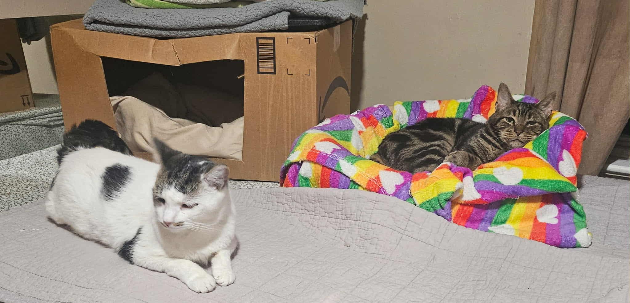 Enlarge Alfredo, a Adoptable Domestic Short Hair in Keansburg, NJ image 2/6