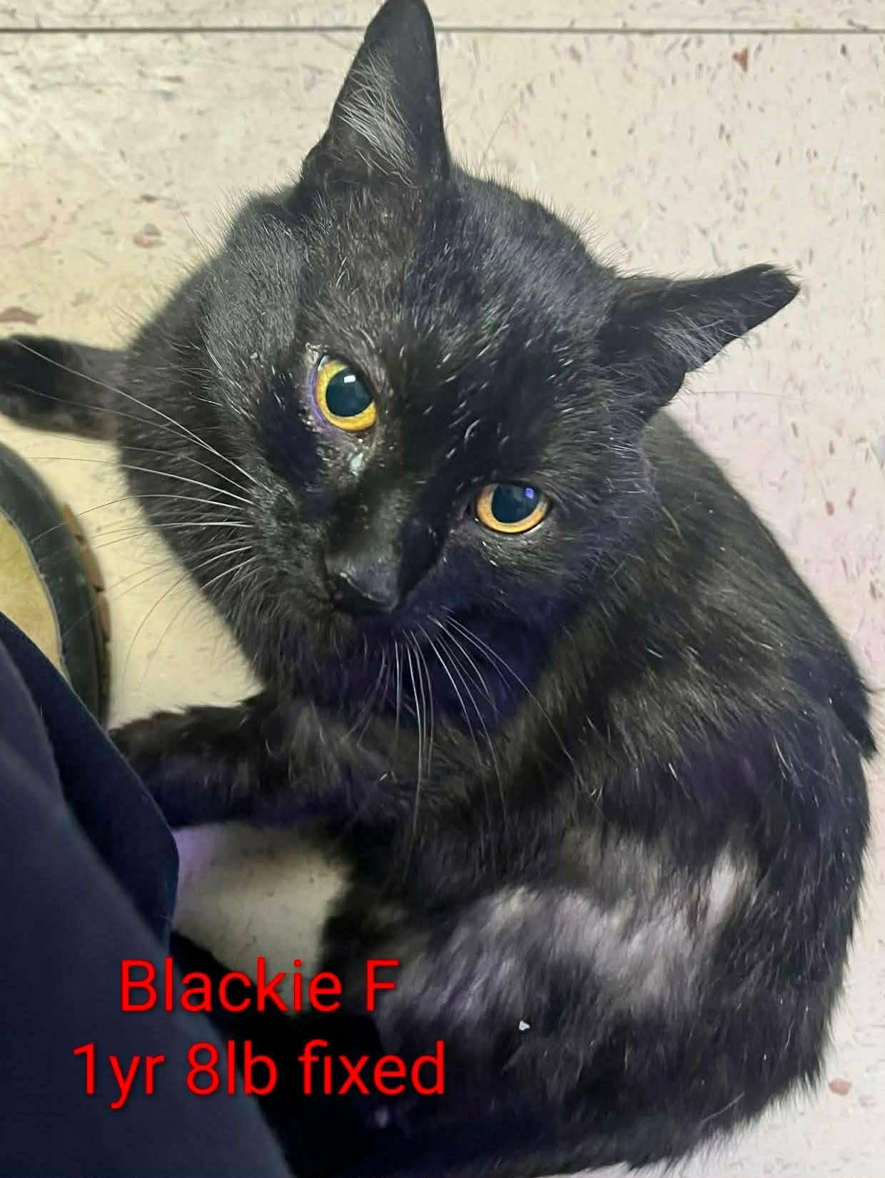 Enlarge Blackberry, a Adoptable Domestic Short Hair in Herndon, VA image 1/3