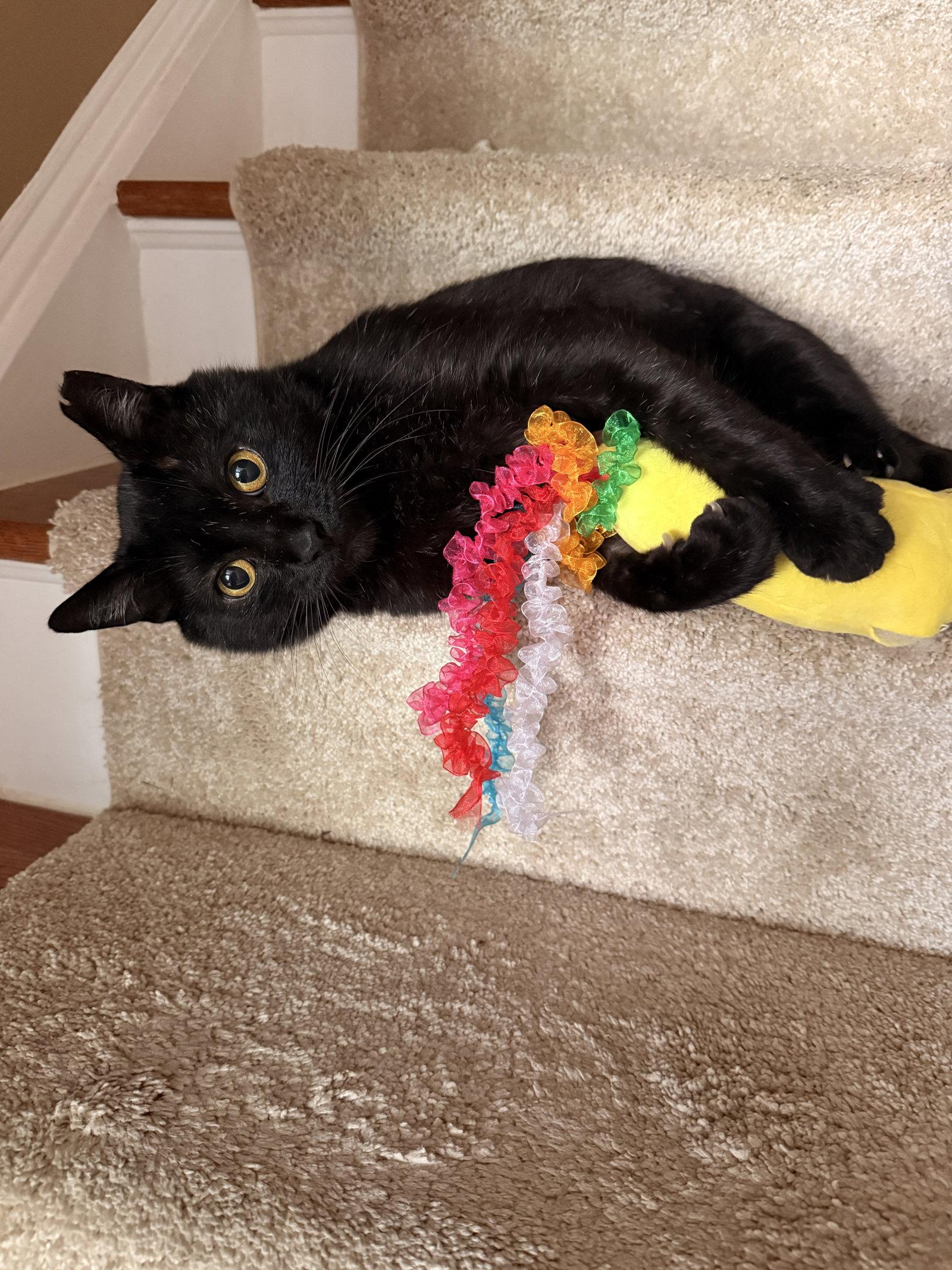 Blackberry, Adoptable, Young Male Domestic Short Hair.