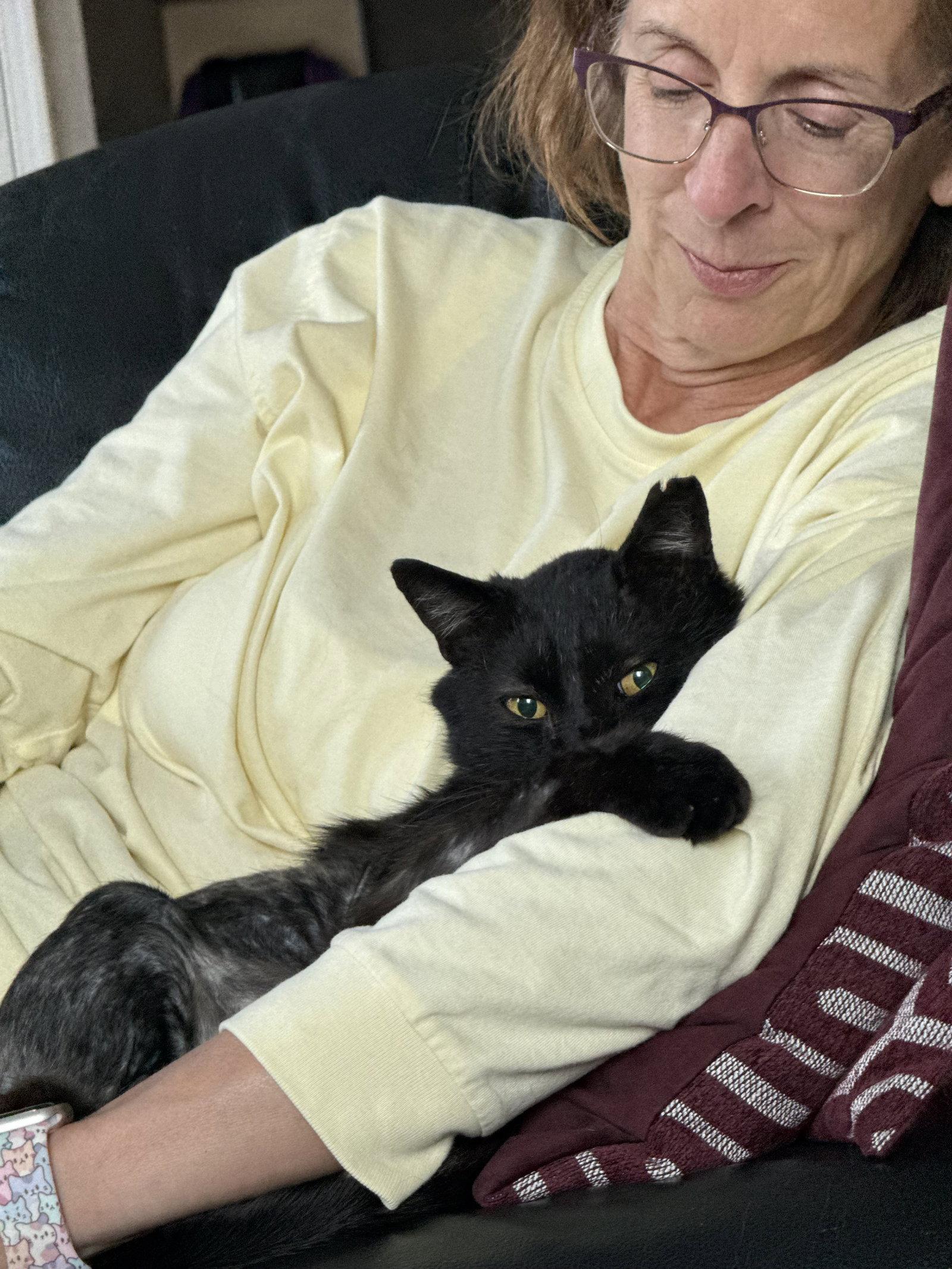 Blackberry, a Adoptable Domestic Short Hair in Herndon, VA image 2/3